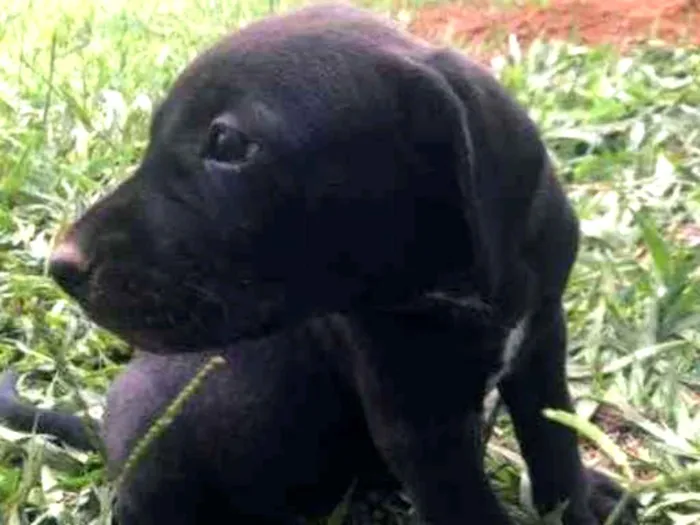 Cachorro ra a Indefinida idade Abaixo de 2 meses nome Sem nome ainda