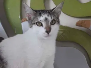 Gato raça SRD-ViraLata idade 2 a 6 meses nome LISA