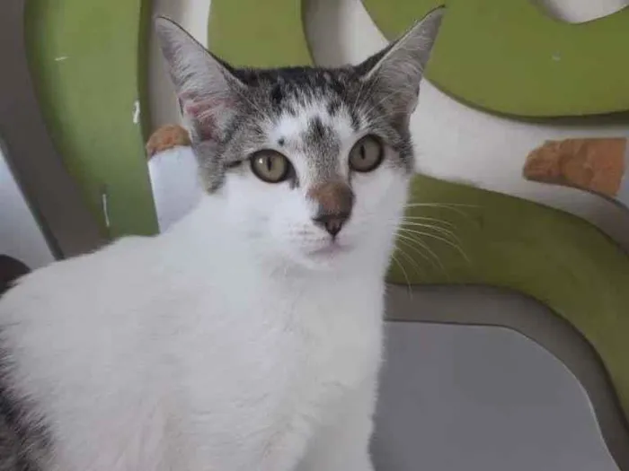 Gato raça SRD-ViraLata idade 2 a 6 meses nome LISA