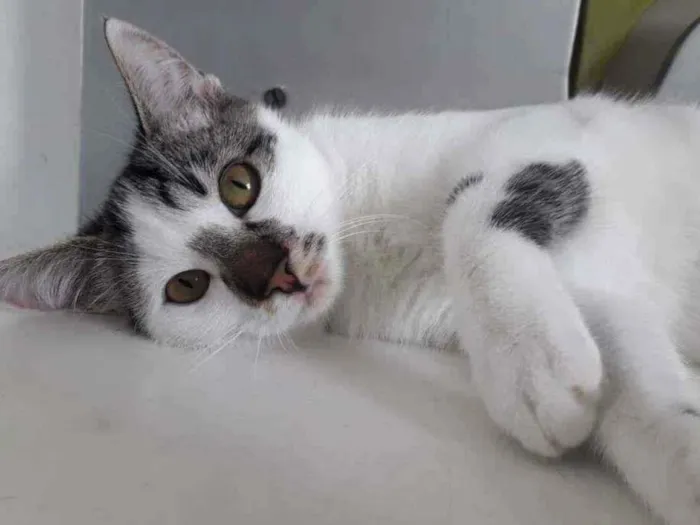 Gato raça SRD-ViraLata idade 2 a 6 meses nome ZIG