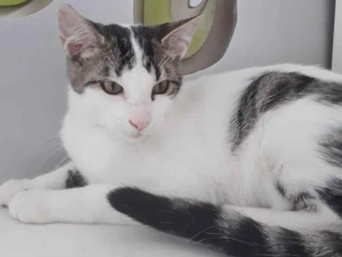 Gato raça SRD-ViraLata idade 2 a 6 meses nome BENJI