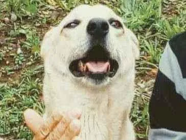 Cachorro ra a Vira lata idade 5 anos nome Suzi