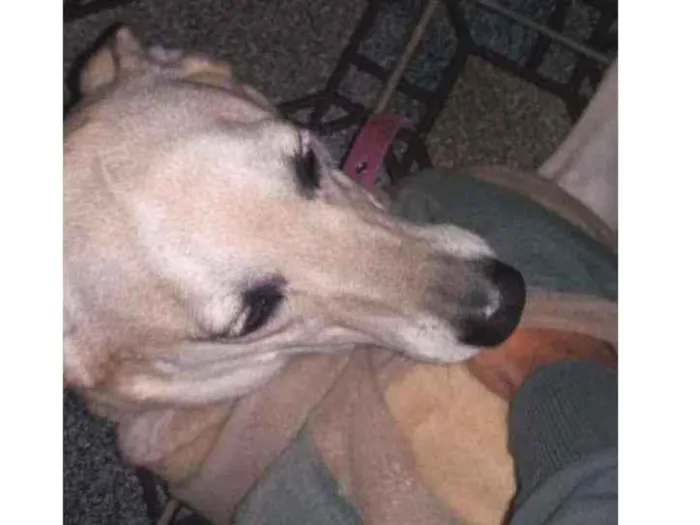 Cachorro ra a Vira lata idade 5 anos nome Suzi