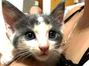 Gato raça SRD idade 2 a 6 meses nome Sem nome