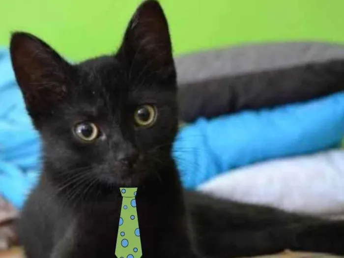 Gato ra a SRD idade 2 a 6 meses nome Floquinho 
