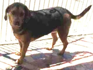 Cachorro raça Indefinida  idade 5 anos nome Betina