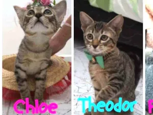 Gato raça SRD-ViraLata idade 2 a 6 meses nome Gatinhos