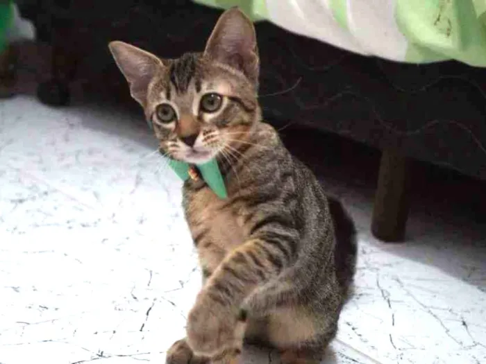 Gato ra a SRD-ViraLata idade 2 a 6 meses nome Gatinhos