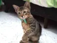 Gatinhos