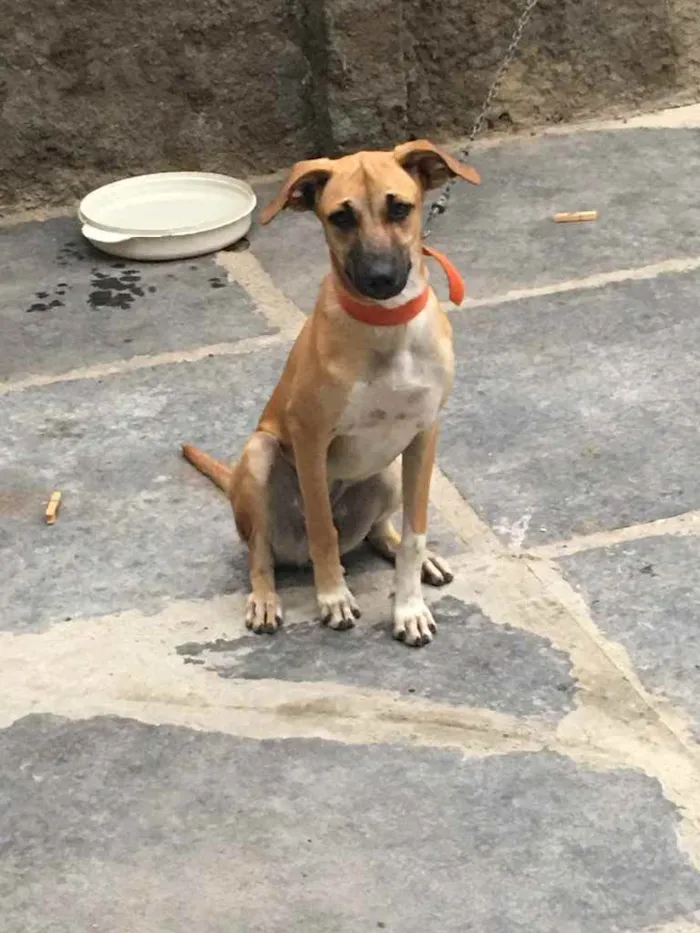 Cachorro ra a Vira lata idade 7 a 11 meses nome Mel e Becka