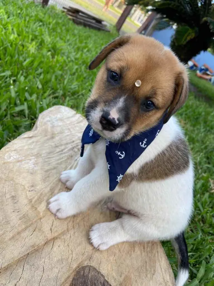 Cachorro ra a Sem raça definida  idade 2 a 6 meses nome BORIS