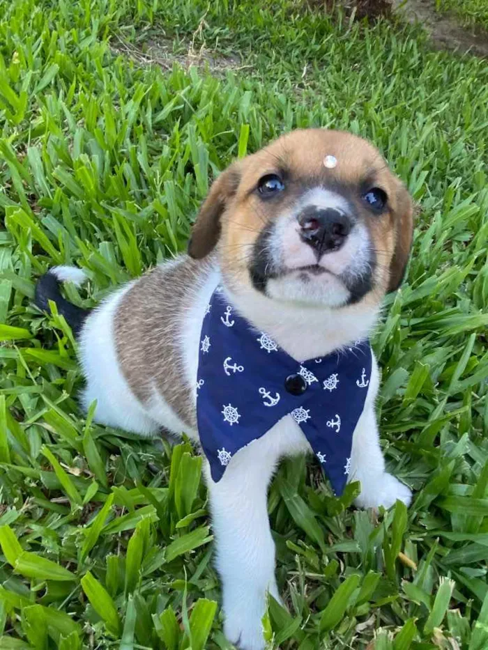 Cachorro ra a Sem raça definida  idade 2 a 6 meses nome BORIS