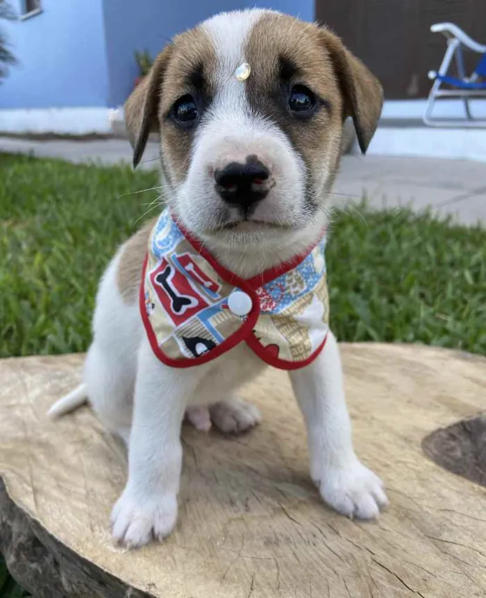 Cachorro ra a Sem raça definida  idade 2 a 6 meses nome ÍNDIO 