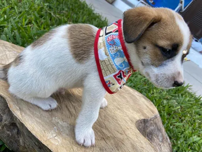 Cachorro ra a Sem raça definida  idade 2 a 6 meses nome ÍNDIO 
