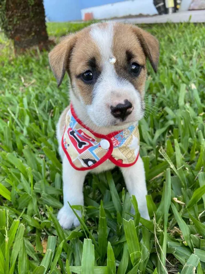 Cachorro ra a Sem raça definida  idade 2 a 6 meses nome ÍNDIO 