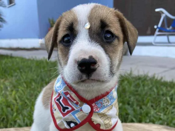 Cachorro ra a Sem raça definida  idade 2 a 6 meses nome ÍNDIO 