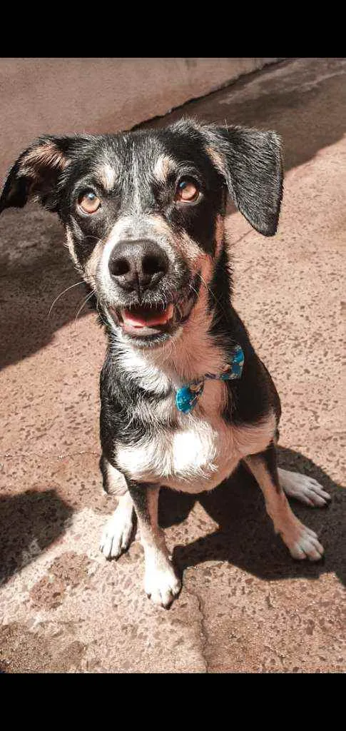 Cachorro ra a  idade 3 anos nome Zeca