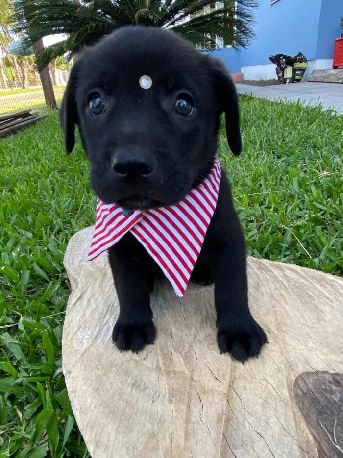 Cachorro ra a Sem raça definida idade 2 a 6 meses nome ZE
