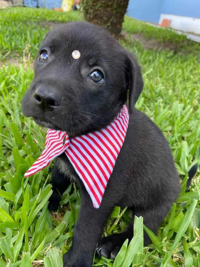 Cachorro ra a Sem raça definida idade 2 a 6 meses nome ZE