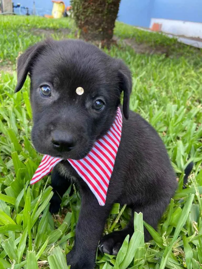Cachorro ra a Sem raça definida idade 2 a 6 meses nome ZE
