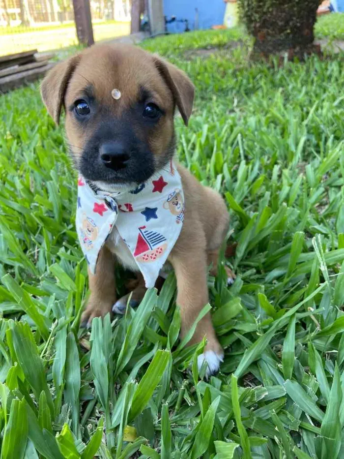 Cachorro ra a Sem raça definida  idade  nome SIMBA