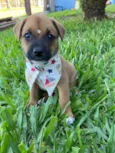 SIMBA