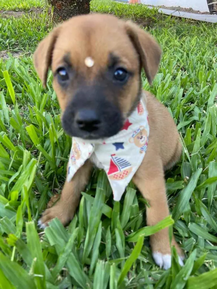 Cachorro ra a Sem raça definida  idade  nome SIMBA