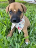 SIMBA