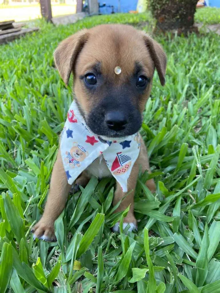 Cachorro ra a Sem raça definida  idade  nome SIMBA