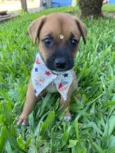 SIMBA