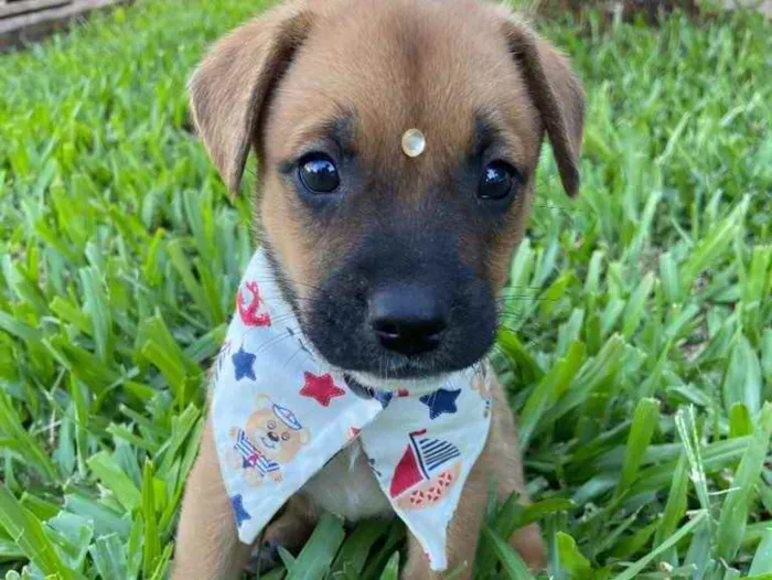 Cachorro ra a Sem raça definida  idade  nome SIMBA