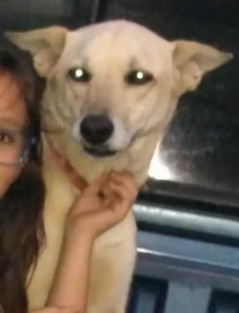 Cachorro ra a Vira lata idade 5 anos nome Suzi