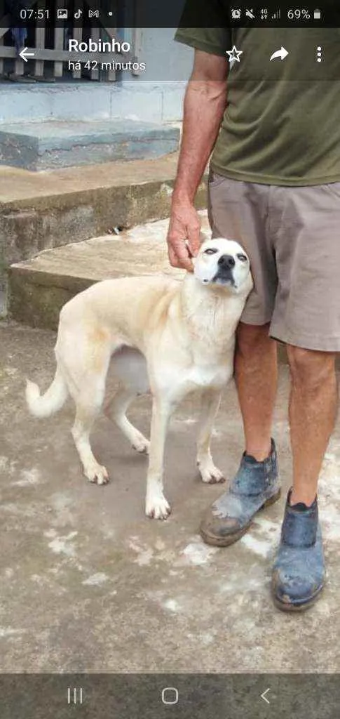 Cachorro ra a Vira lata idade 5 anos nome Suzi