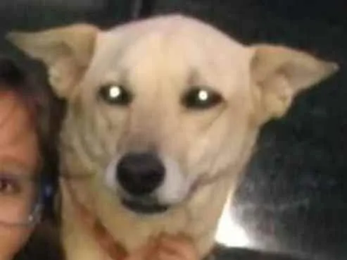 Cachorro ra a Vira lata idade 5 anos nome Suzi