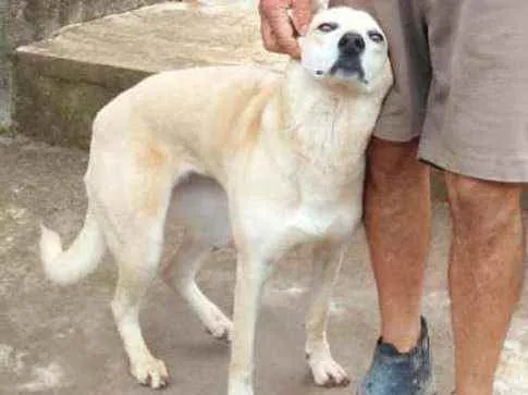 Cachorro ra a Vira lata idade 5 anos nome Suzi
