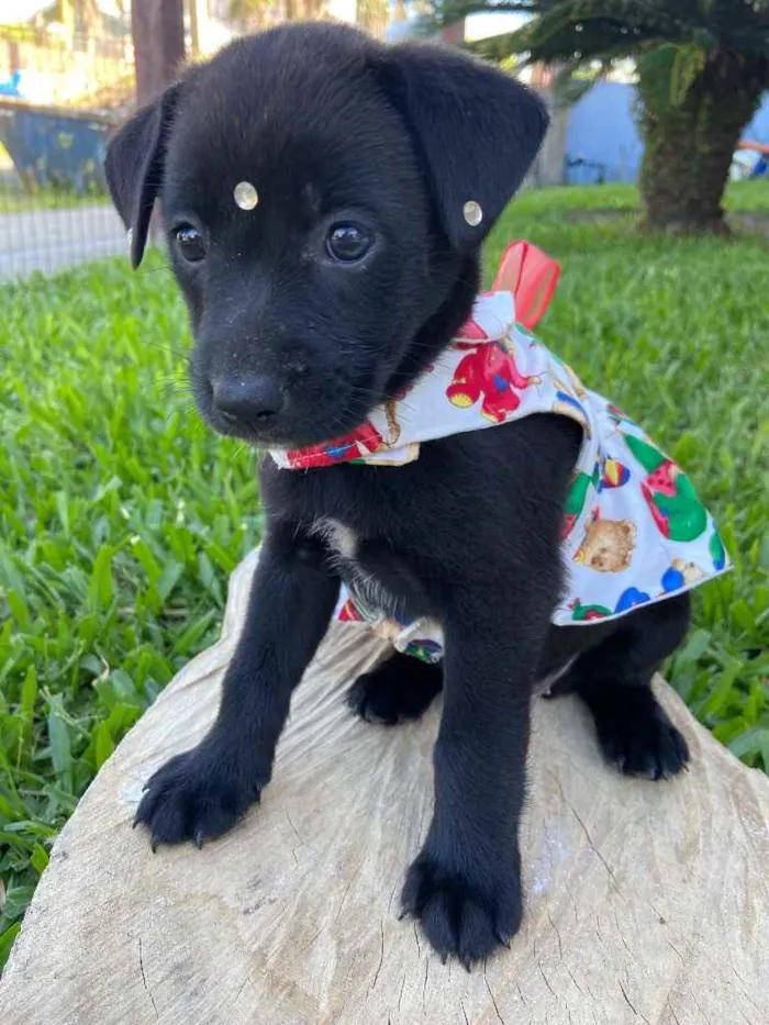 Cachorro ra a Sem raça definida  idade 2 a 6 meses nome CHACHA