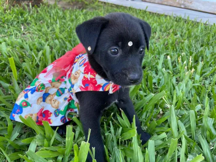 Cachorro ra a Sem raça definida  idade 2 a 6 meses nome CHACHA