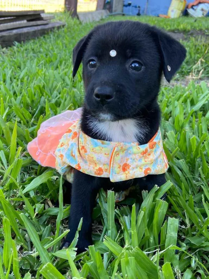 Cachorro ra a Sem raça definida  idade  nome LUNA