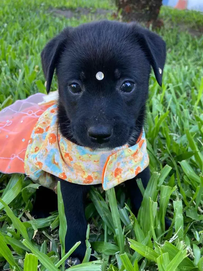 Cachorro ra a Sem raça definida  idade  nome LUNA