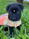 LUNA