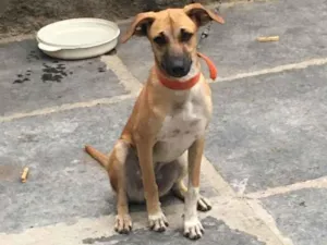 Cachorro raça Vira lata idade 7 a 11 meses nome Mel e Becka