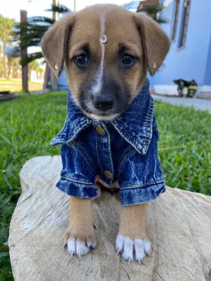 Cachorro ra a Sem raça definida idade 2 a 6 meses nome LICA