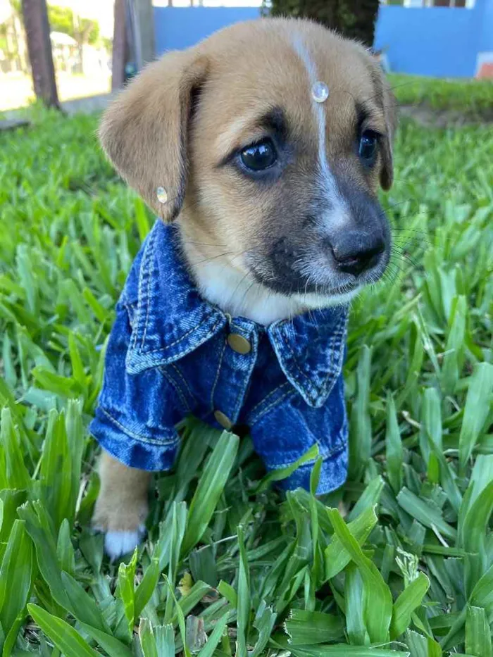 Cachorro ra a Sem raça definida idade 2 a 6 meses nome LICA