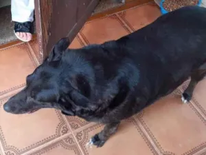 Cachorro raça SRD-ViraLata idade 6 ou mais anos nome Preta