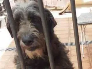 Cachorro raça SRD-ViraLata idade 2 anos nome Pérola