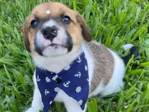 Cachorro raça Sem raça definida  idade 2 a 6 meses nome BORIS