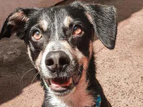 Cachorro ra a  idade 3 anos nome Zeca