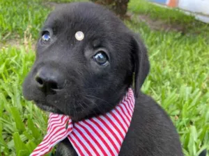 Cachorro raça Sem raça definida idade 2 a 6 meses nome ZE
