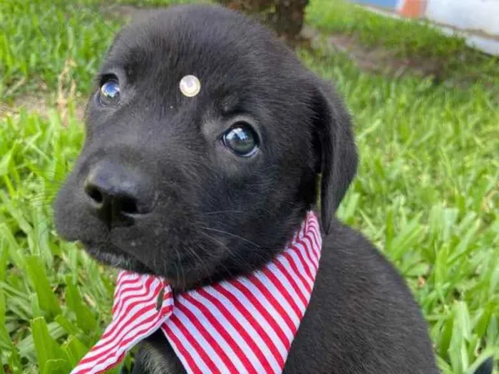 Cachorro ra a Sem raça definida idade 2 a 6 meses nome ZE