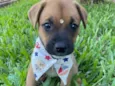 SIMBA